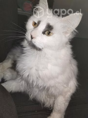 Adopción gatita