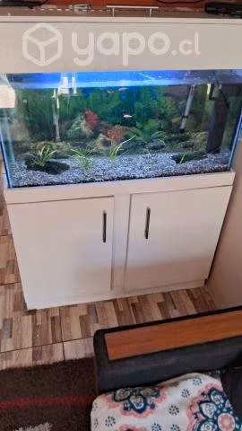 Acuario