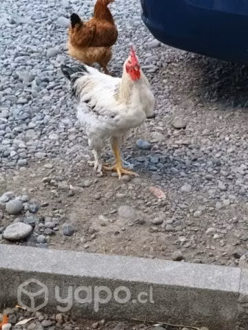 Pollo brama