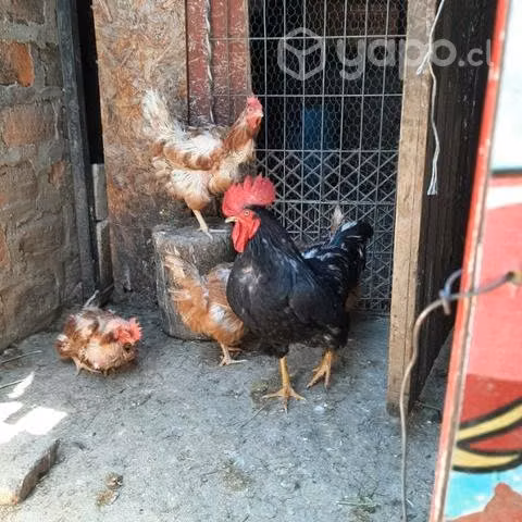 4 gallinas mas el gallo - Imagen 2