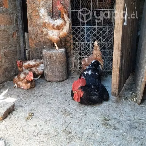 4 gallinas mas el gallo - Imagen 3