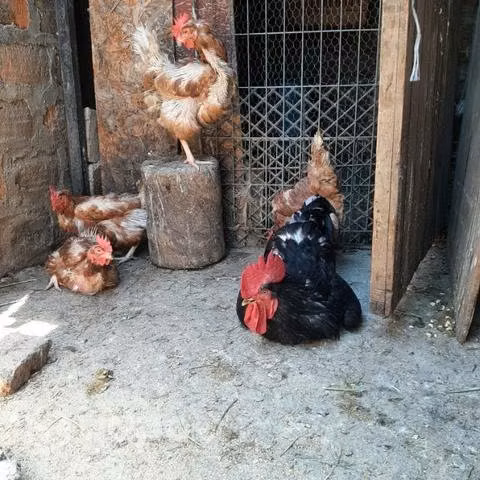 4 gallinas mas el gallo - Imagen 4