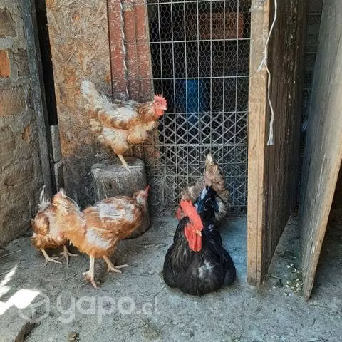 4 gallinas mas el gallo