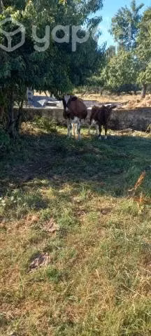 Lote de animales