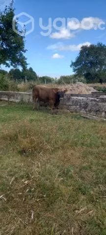 Lote de animales