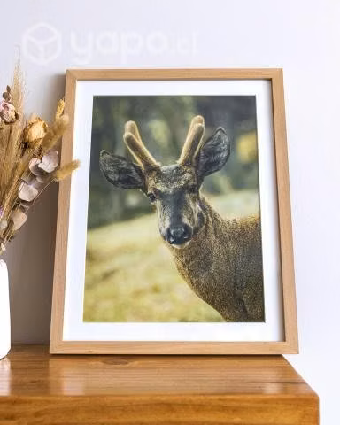 Cuadros Fotografías Fauna y Naturaleza