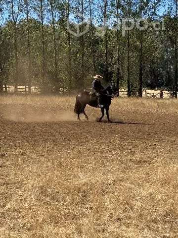 Caballo chileno