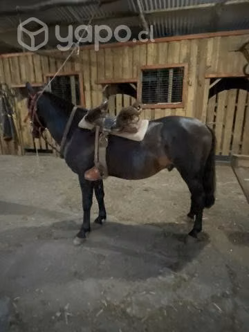 Caballo chileno