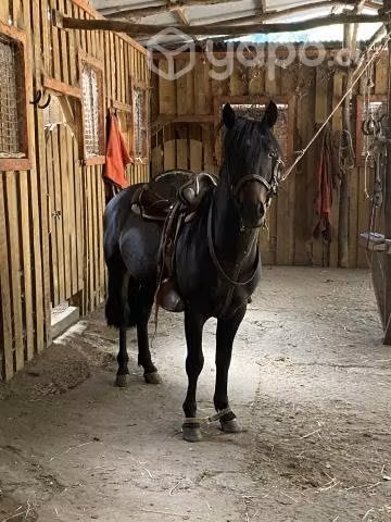 Caballo chileno