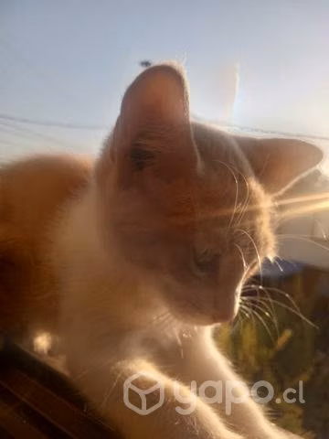 Se regalan gatos