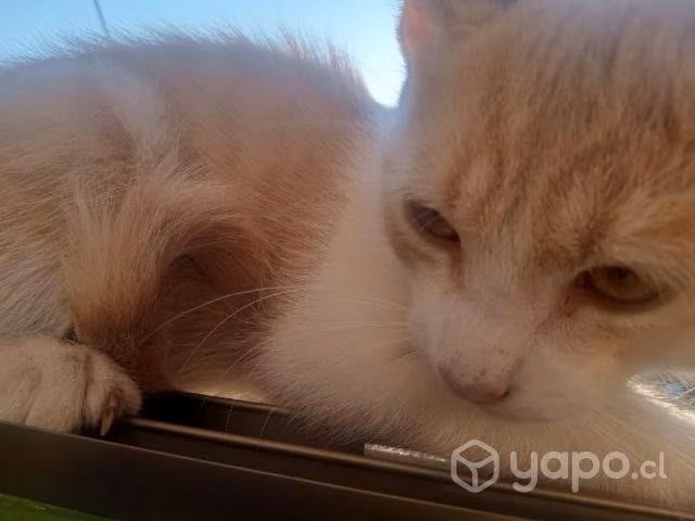 Se regalan gatos