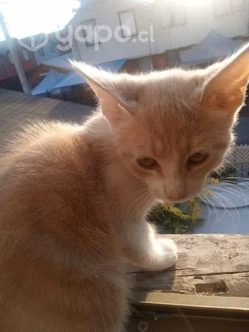 Se regalan gatos