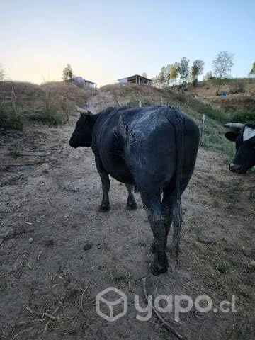 Yunta de buelles - Imagen 2