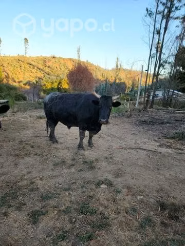 Yunta de buelles - Imagen 6