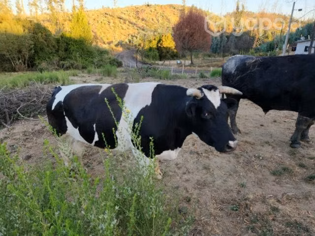 Yunta de buelles - Imagen 4