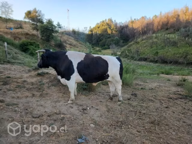 Yunta de buelles - Imagen 5