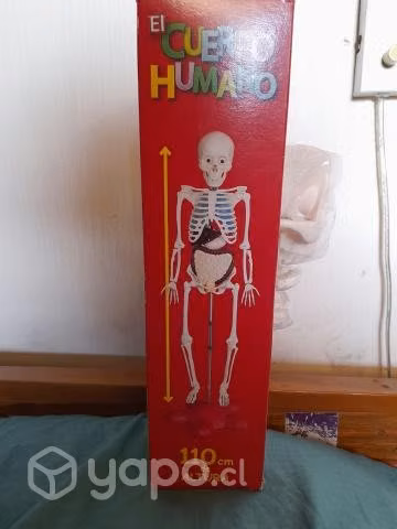 Cuerpo humano