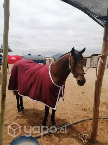 Carpa Caballo Ligera, Presentación