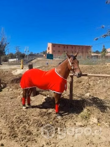 Carpa Caballo Ligera, Presentación