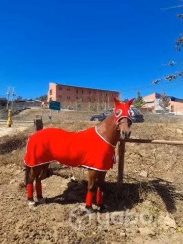 Carpa Caballo Ligera, Presentación