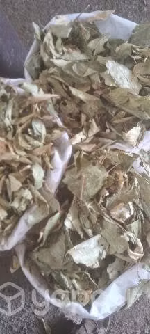 Hojas de Maqui