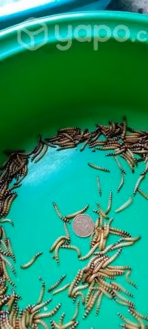 Zophobas