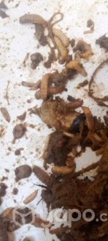 Zophobas - Imagen 3