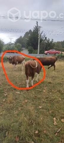 toro hereford y vaca preñada - Imagen 3