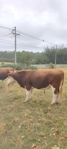 toro hereford y vaca preñada