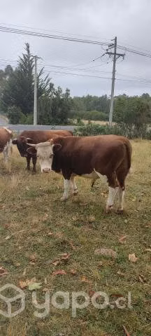 toro hereford y vaca preñada - Imagen 2