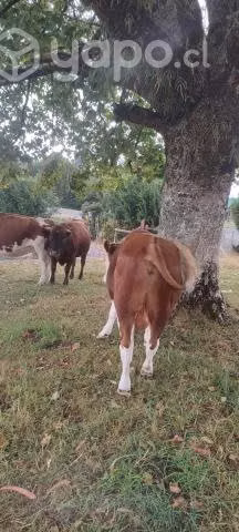 toro hereford y vaca preñada - Imagen 4