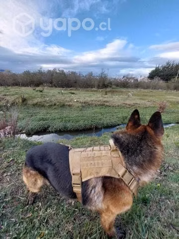 Arnés tipo militar para perros