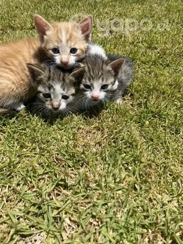 Gatos en adopción - Imagen 2