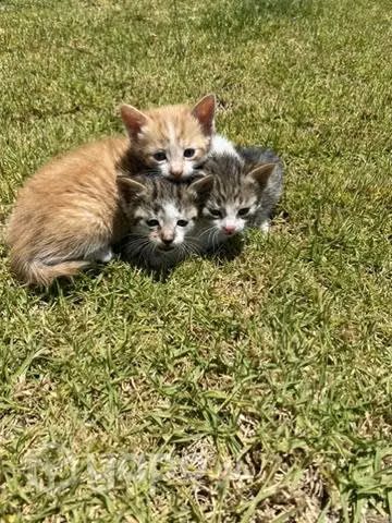 Gatos en adopción