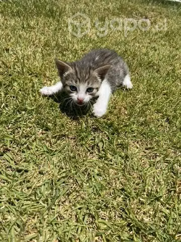 Gatos en adopción - Imagen 4