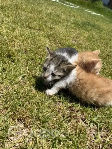 Gatos en adopción - Imagen 3