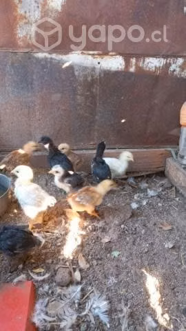 Gallina con 10 pollitos de 1 mes - Imagen 2