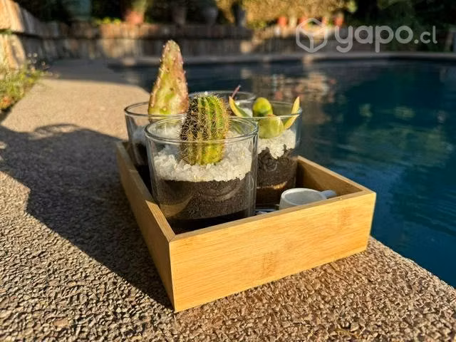 GreenPots venta de suculentas y cactus