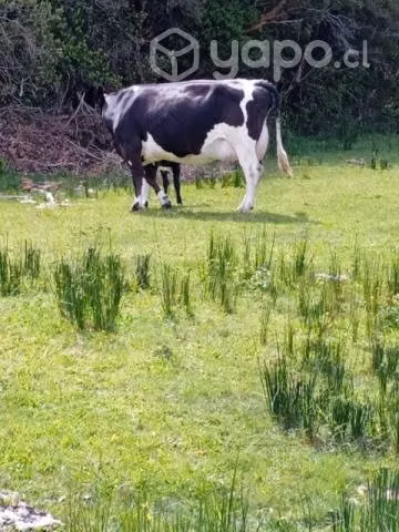 Vaca lechera con cria