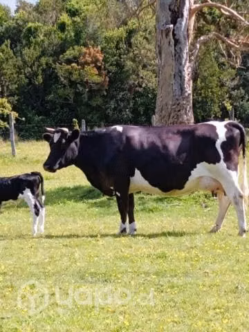 Vaca lechera con cria