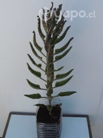 Planta Kalanchoe Daigremontiana Suculenta