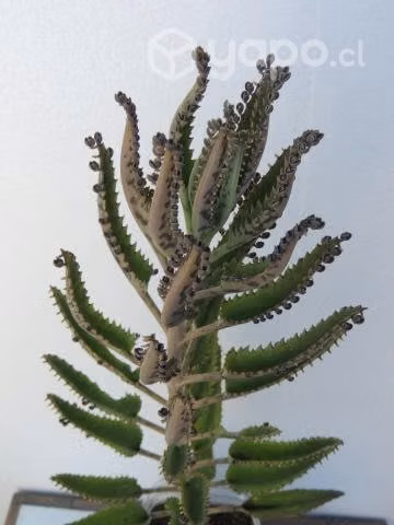 Planta Kalanchoe Daigremontiana Suculenta
