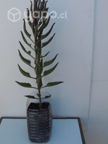 Planta Kalanchoe Daigremontiana Suculenta