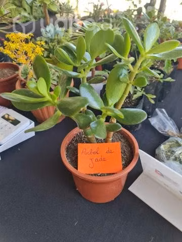 Plantas - Suculentas