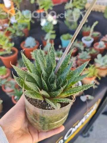 Plantas - Suculentas