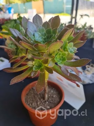 Plantas - Suculentas
