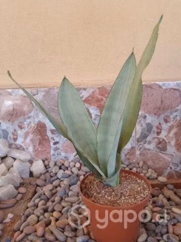 Plantas de lenguas de la suegra