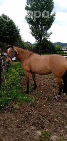 yegua corralera
