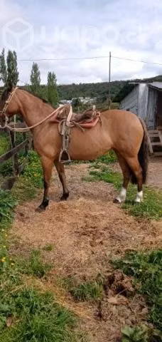 yegua corralera