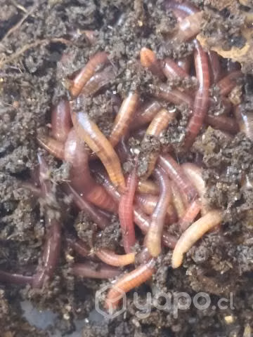 Lombriz californiana